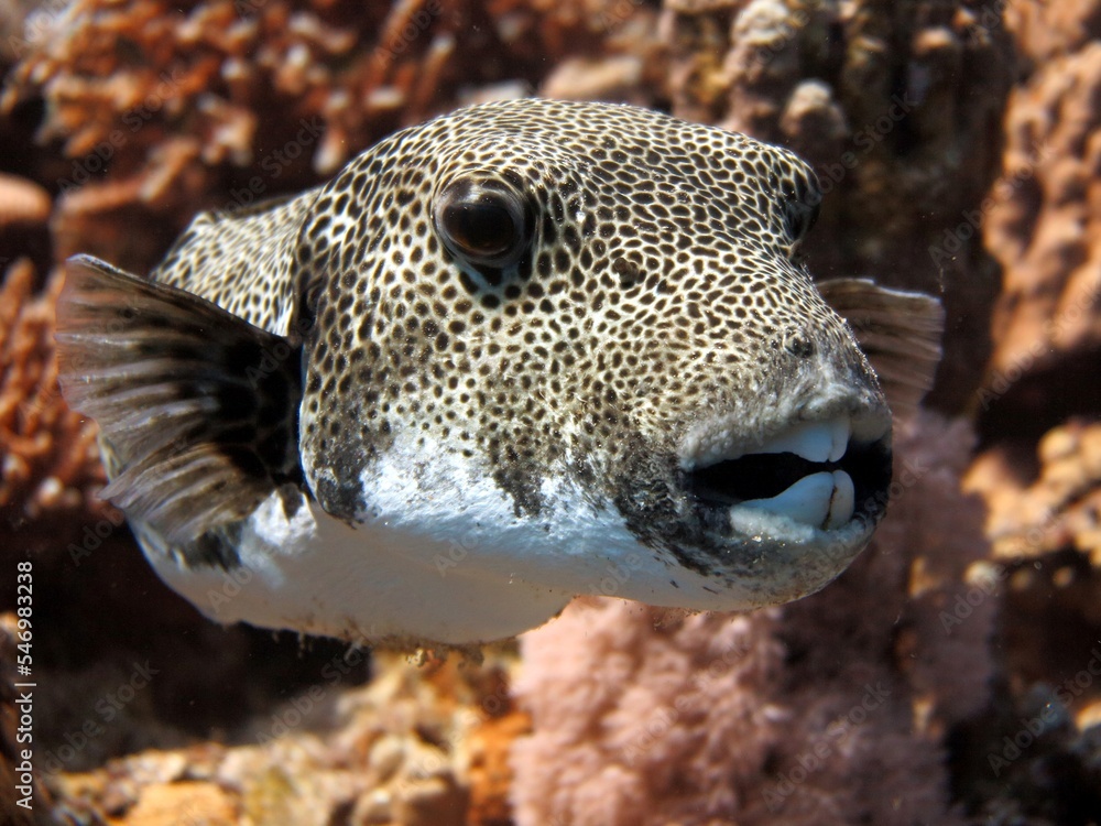 Sticker Giant puffer fish of red sea Egypt