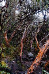 Queñua or paper tree (Polylepis) forest endemic to the mid- and high-elevation regions of the tropical Andes. Cajas National Park, Cuenca, Azuay province, Ecuador.
