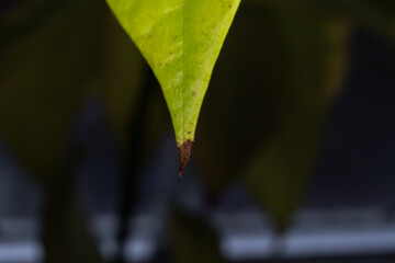 Close up of the tip of an avocado leaf. Turning brown