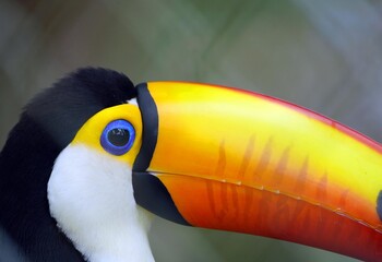 The toco toucan (Ramphastos toco), also known as the common toucan or giant toucan, is the largest and probably the best known species in the toucan family.