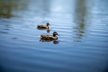 Duck in a pond with narrow field of focus.