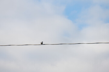 Dove sitting on a power line.