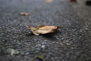 Defocused abstract background of dried leaves on a footpath in a city park in the morning