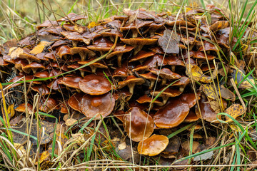 Cluster of Lactarius subdulcis Mild Milkcap mushrooms.