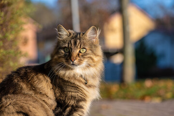 Norwegian forest cat looking out over a street.