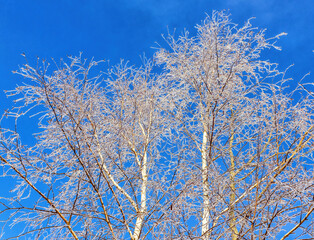 Birch branches with frost on the background of the blue sky