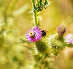 bees on a flower
