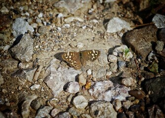 butterfly on the ground