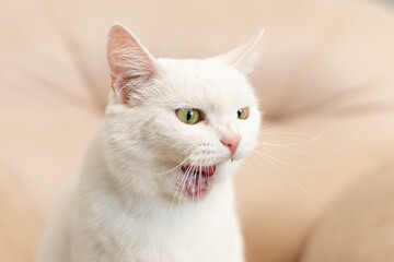 A domestic cat. A white, British purebred cat. Close-up. Animal themes. Pets