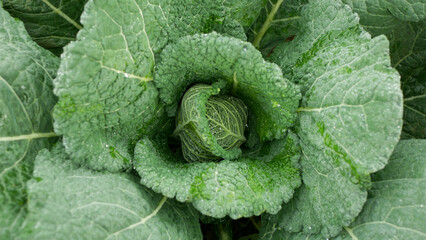 Savoy cabbage field bio detail leaves leaf heads Brassica oleracea sabauda close-up land root crop vegetable farm plantation farming harvest cultivated garden stem head growing Europe