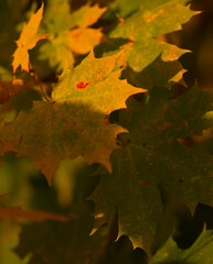autumn maple leaves