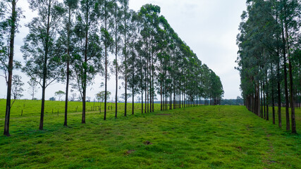 Fototapeta na wymiar Pine trees planting in a row on a farm