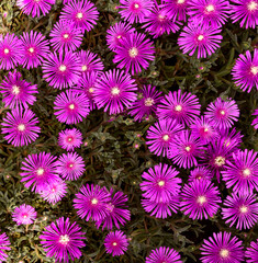 Fototapeta premium Multicolored floral and deciduous natural background. Very bright colored backdrop.