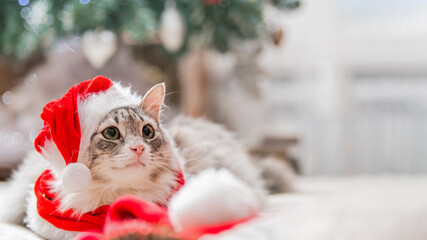 Christmas cat in a red Santa hat. Portrait of a fat fluffy cat next to a gift box on the background of the Christmas tree.
