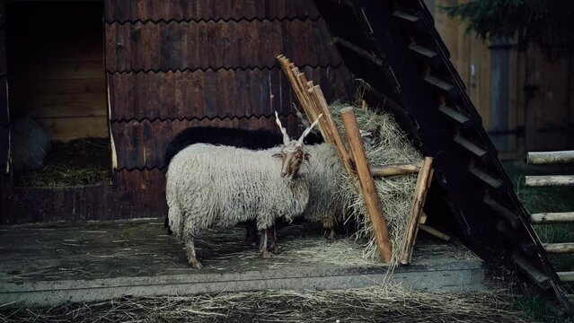 Two Racka sheep eating hay on a farm