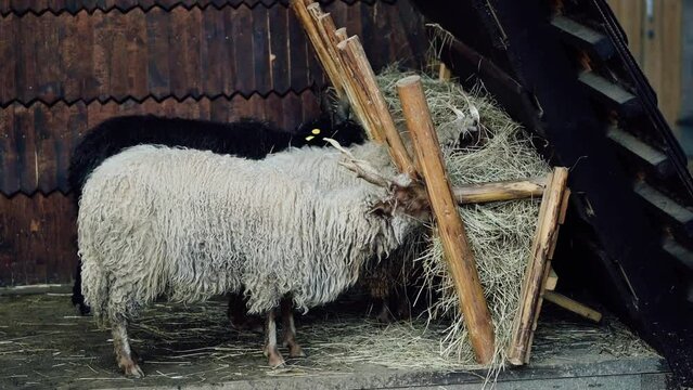 Racka sheep eating hay on a farm
