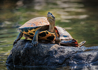 turtle on a rock