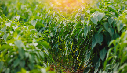 Chili pepper Turkey grows on green branch, plantation of vegetables in greenhouse