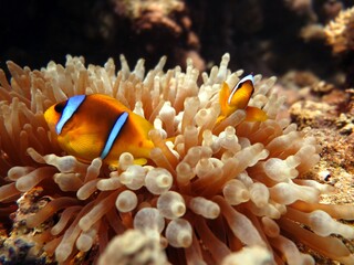 Fototapeta na wymiar clown fish of the red sea , Egypt