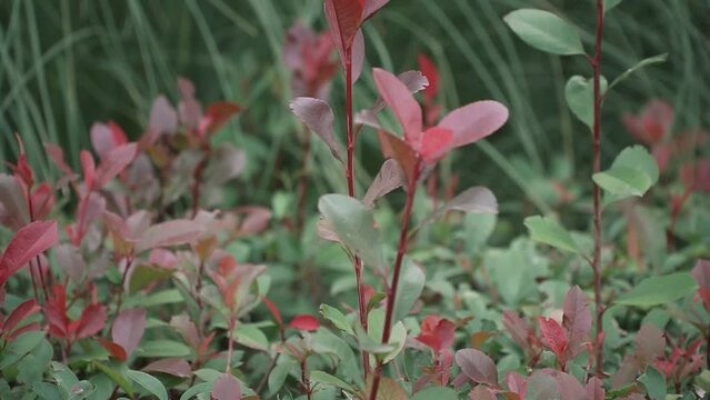 Horizontal footage of Berberis thunbergiis grawing in a field