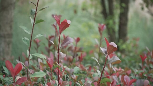 Horizontal footage of Berberis thunbergiis grawing in a field