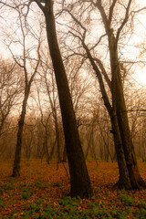 Fototapeta na wymiar fog in forest forest in the night . Night landscape. Nightsky and clouds . Stars in the sky . Lights of the city . Evening forest . Landscapes of Ukraine . Night and morning time 