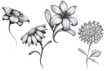 Fototapeta Botanical illustration Flower pack - Hand drawn pencil graphite flowers - Rose, Daisy, Lily and Dahlia obraz