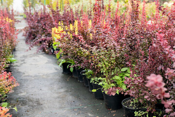Barberry bush for rock garden, landscaping with purple-red foliage on a dense, nicely shaped mound in Plant nursery