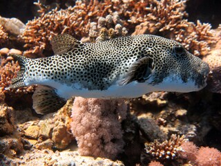 Giant puffer fish of red sea Egypt