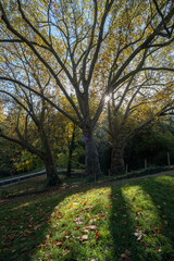 Fototapeta na wymiar Paris, France - 11 13 2022: Park des Buttes Chaumont. Close up shot of three tall trees