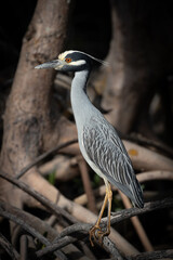 Yellow-crowned Night-Heron