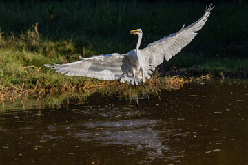 snowy egret in flight
