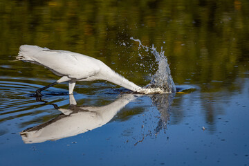 Great Egret feeding
