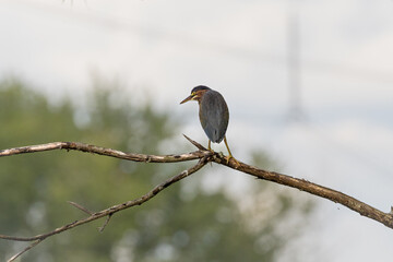 Green Heron on branch