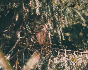 This picture shows a cute owl.