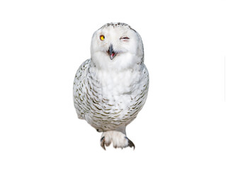 portrait of a fluffy winter owl that stands on one paw and blinks under one eye isolated on a white...