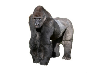 western lowland gorilla isolated on white background - obrazy, fototapety, plakaty