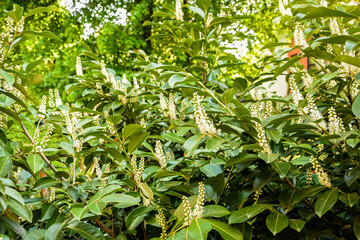cherry laurel bush in bloom