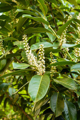 cherry laurel bush in bloom