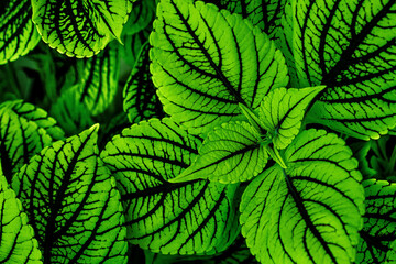 A depiction of endless, vibrant green leaves.