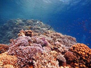 red sea fish and coral reef at blue hole dive site in dahab, red sea , egypt