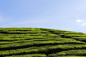 Beautiful Tea plantation landscape in the morning