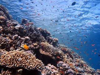 Fototapeta na wymiar red sea fish and coral reef at blue hole dive site in dahab, red sea , egypt
