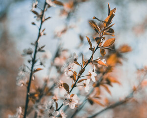 Some beautiful cherry blossoms at a spring day.