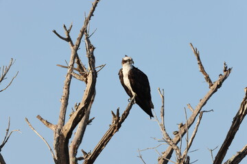  Osprey- Bailey Tract (Sanibel Island) Florida USA