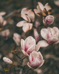 This picture shows beautiful magnolia flowers.