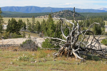 landscape with uprooted tree