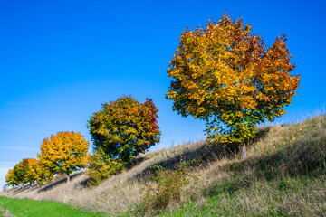 Bäume mit Herbstlaub - Landschaft im Herbst