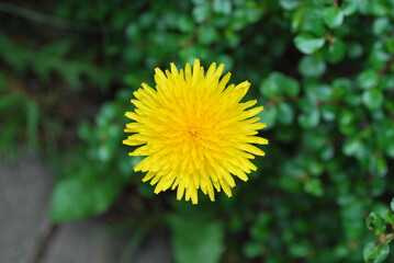 Yellow flower of Taraxacum officinale, the dandelion or common dandelion in summer.