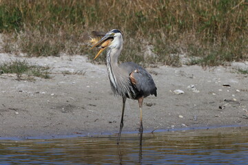 Great Blue Heron with fish- Bailey Tract (Sanibel Island) Florida USA